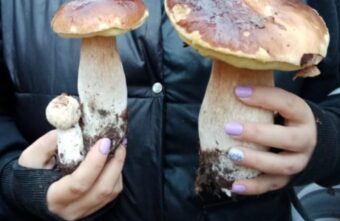 Жители Тверской области рассказали, когда в лесу закончатся грибы Жители Тверской области рассказали, когда в лесу закончатся грибы