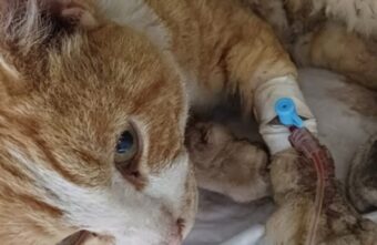 Тверские волонтеры рассказали о мучениях кота, чудом выжившего от удара током Тверские волонтеры рассказали о мучениях кота, чудом выжившего от удара током