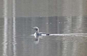 В Тверской области заметили неуклюжую птицу из Красной книги