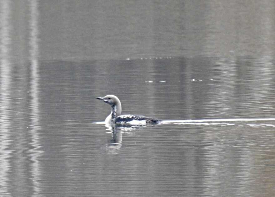 В Тверской области заметили неуклюжую птицу из Красной книги