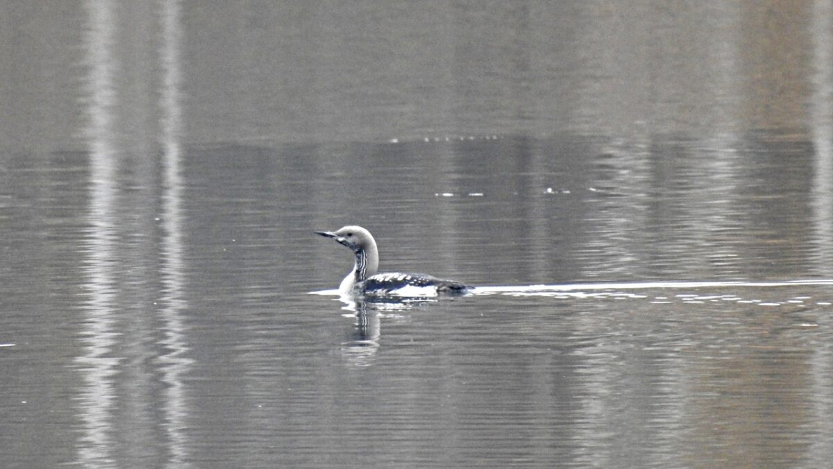 В Тверской области заметили неуклюжую птицу из Красной книги