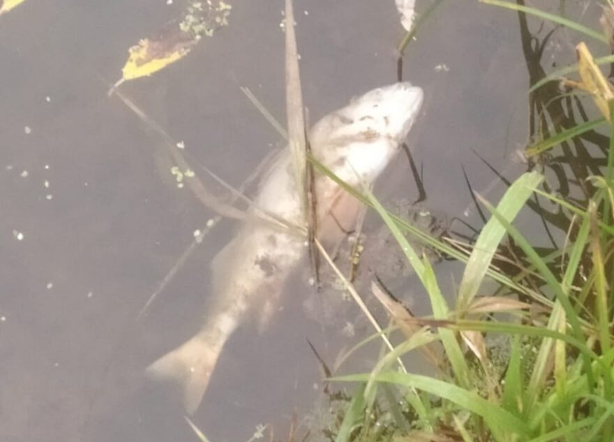 В реке Тверской области умерла вся рыба