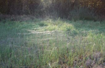 Осенью в Тверской области тысячи пауков покрывают поля паутиной