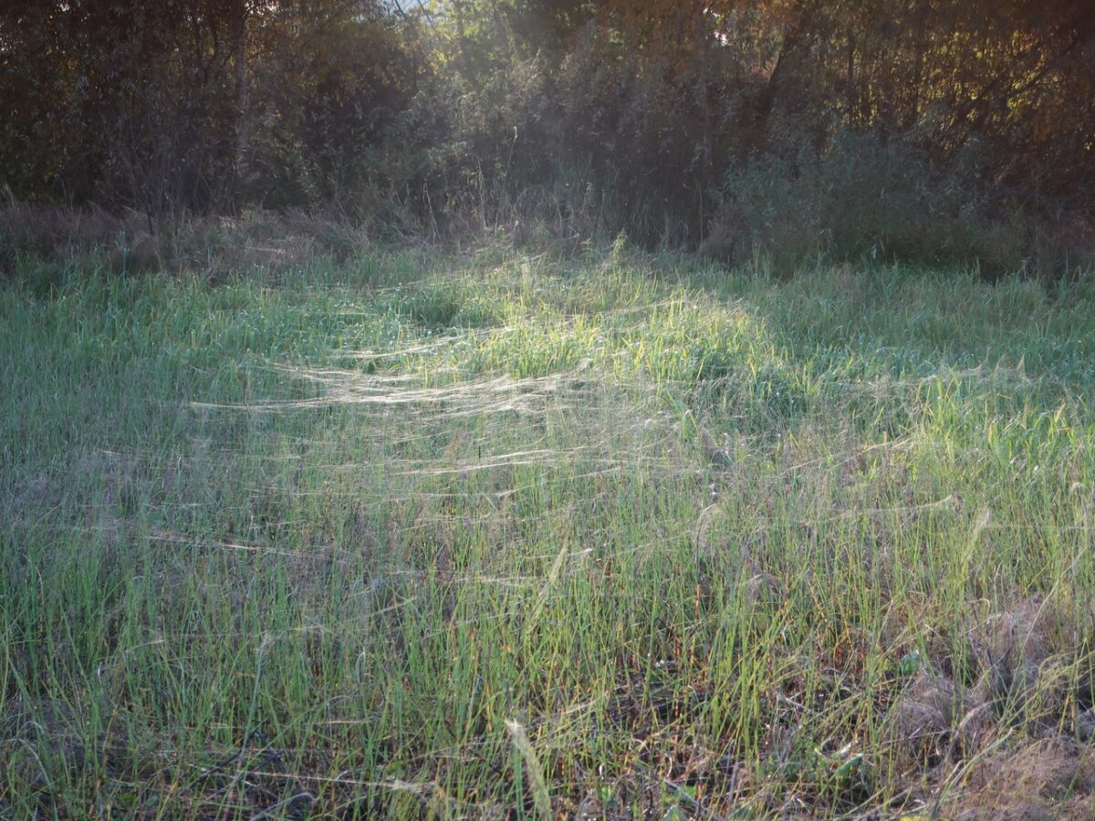 Осенью в Тверской области тысячи пауков покрывают поля паутиной