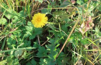 В Тверской области опять выросли летние цветы