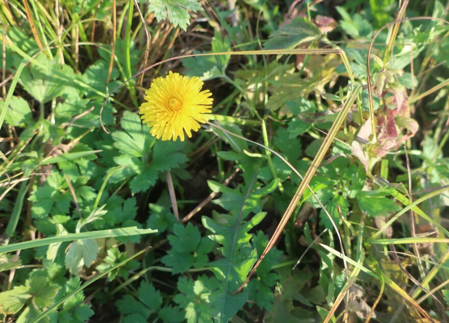 В Тверской области опять выросли летние цветы