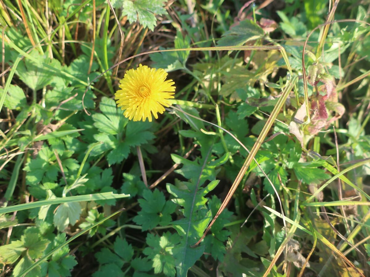 В Тверской области опять выросли летние цветы