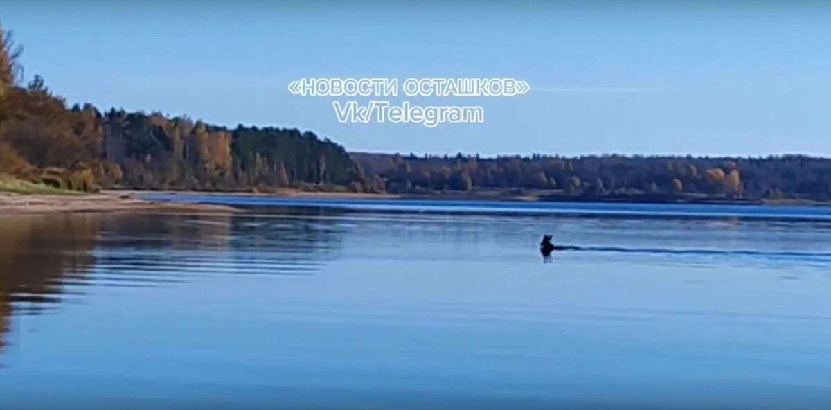 Житель Тверской области рассказал о необычной встрече на рыбалке