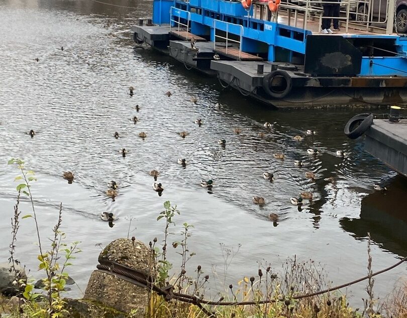 В Тверской области утки показывают путь парому