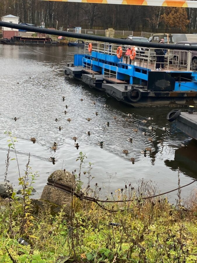 В Тверской области утки показывают путь парому