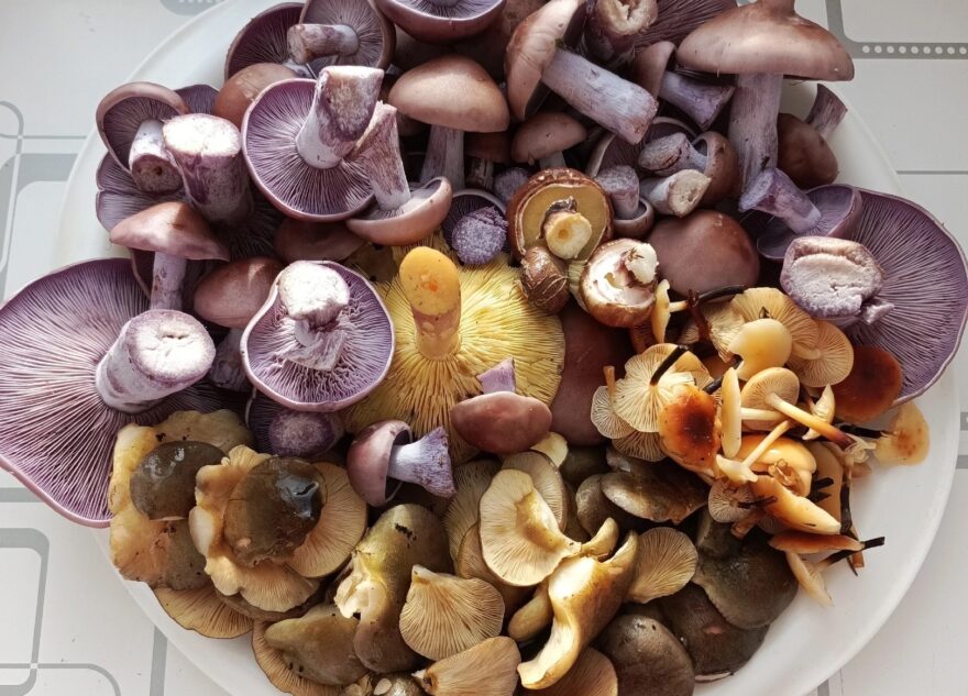 В Тверской области продлен грибной сезон