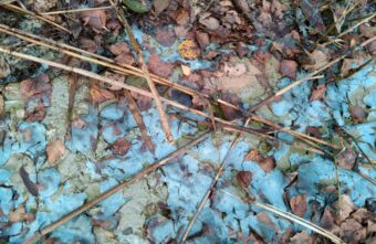 У пруда в Тверской области заметили голубую пену