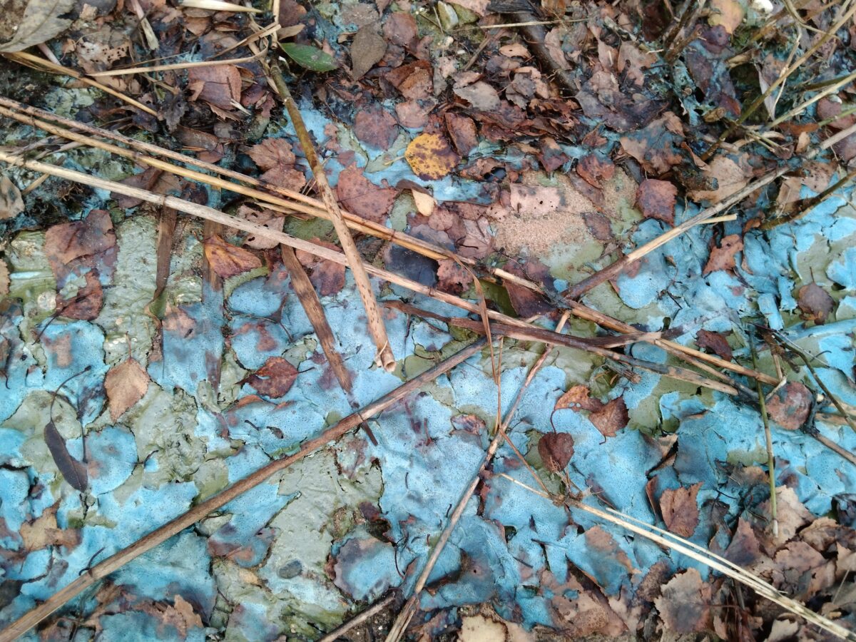 У пруда в Тверской области заметили голубую пену