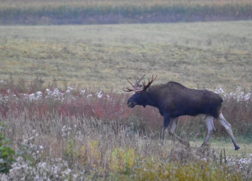 В районе Тверской области заметили разгуливающих лосей