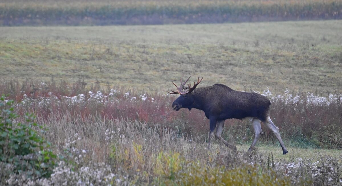 В районе Тверской области заметили разгуливающих лосей