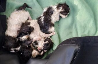 Бездушные тверичане выбросили на холод новорожденных котят Бездушные тверичане выбросили на холод новорожденных котят