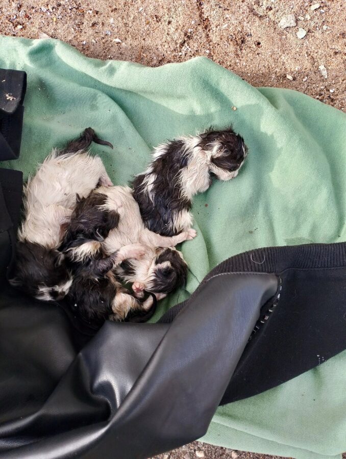 Бездушные тверичане выбросили на холод новорожденных котят Бездушные тверичане выбросили на холод новорожденных котят