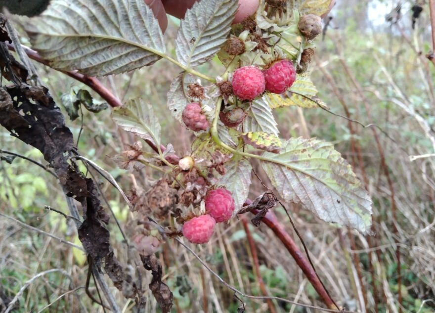 В Тверской области активно зреет малина