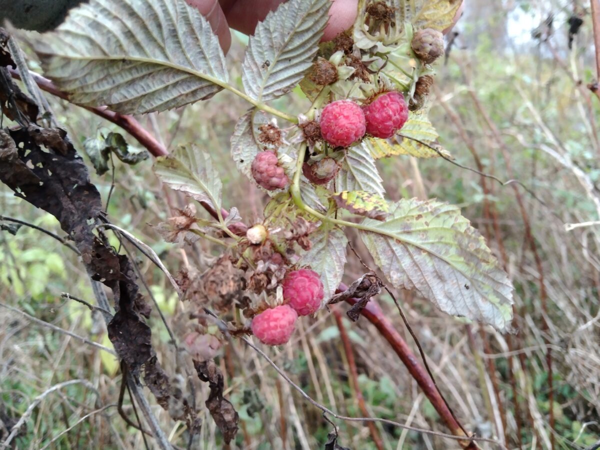 В Тверской области активно зреет малина