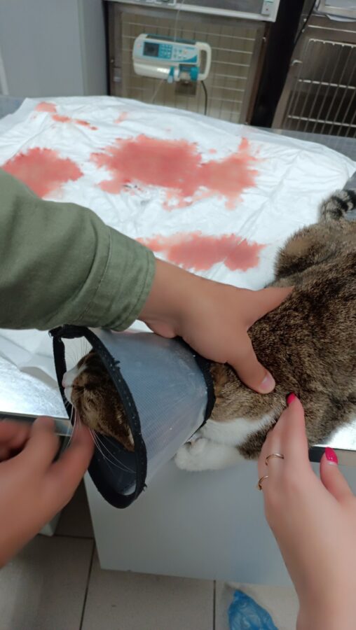 Тверские волонтеры пытаются спасти кота с очень тяжелой судьбой