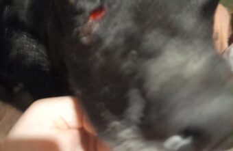 В Тверской области стая собак набросилась на беременную женщину