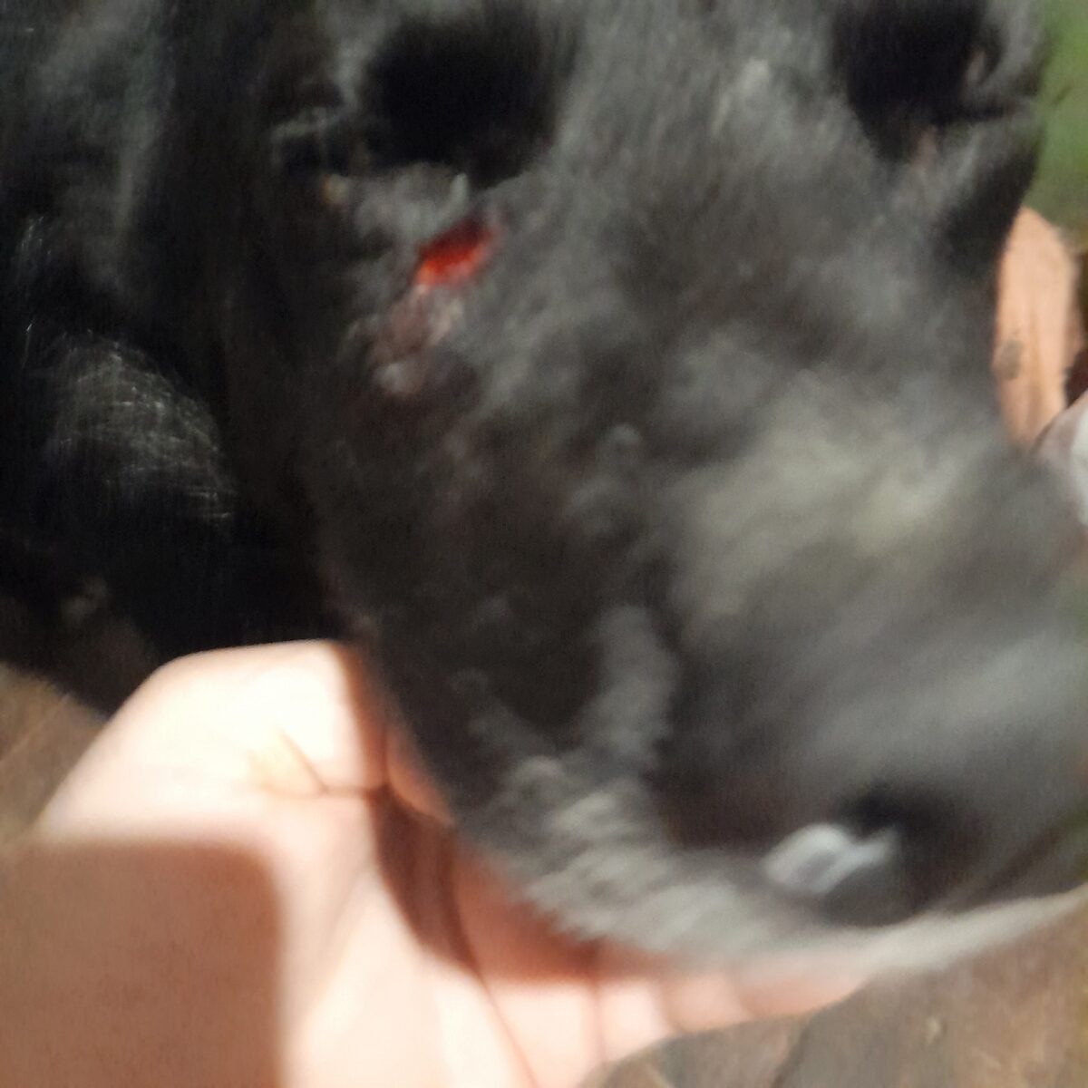 В Тверской области стая собак набросилась на беременную женщину