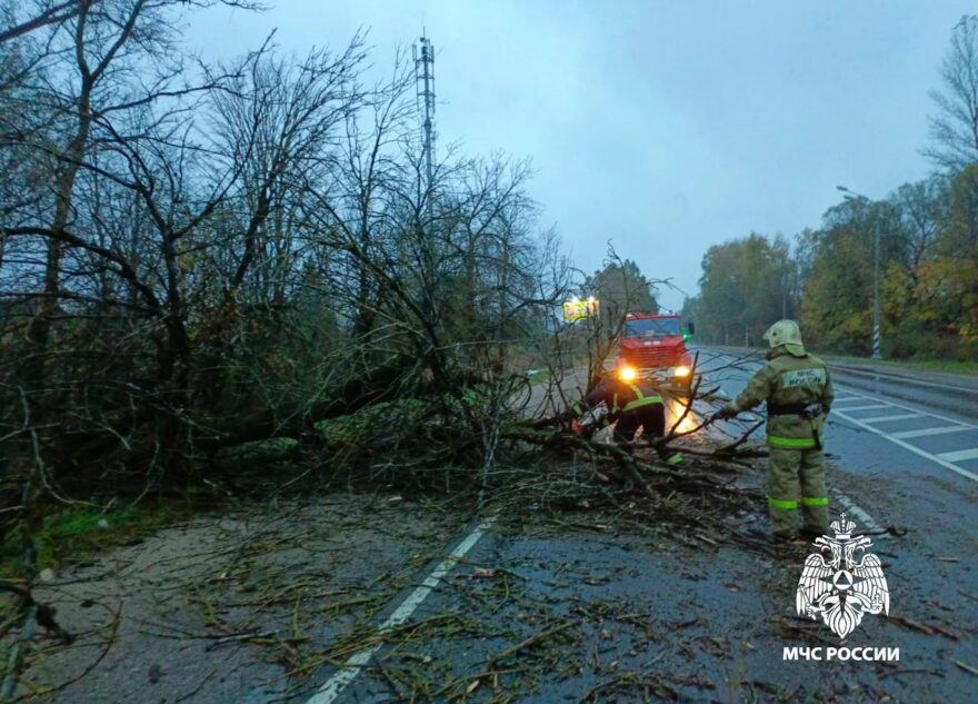 На дорогу в Тверской области упало дерево