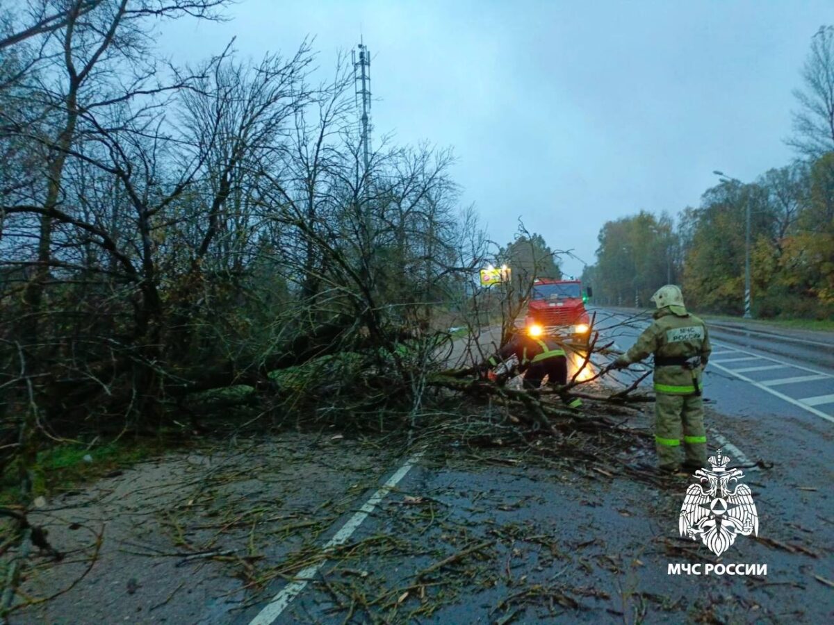 На дорогу в Тверской области упало дерево
