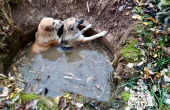 В Тверской области пожарные спасли двух собак из водяного плена В Тверской области пожарные спасли двух собак из водяного плена