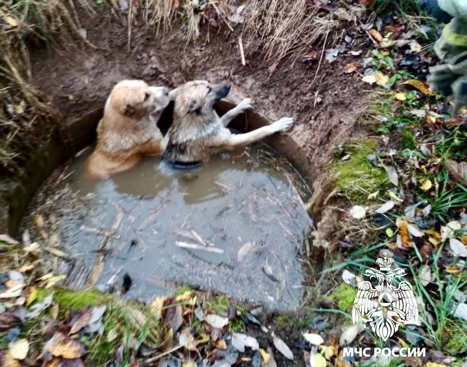 В Тверской области пожарные спасли двух собак из водяного плена