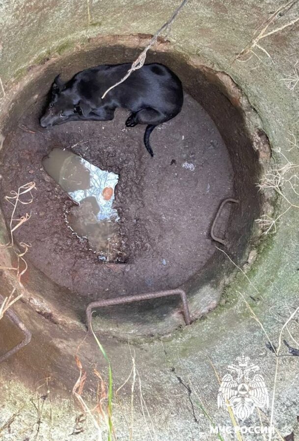 В Тверской области спасли пса, который провалился в открытый колодец