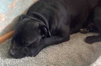 В Тверской области пес грустит по погибшей невесте В Тверской области пес грустит по погибшей невесте