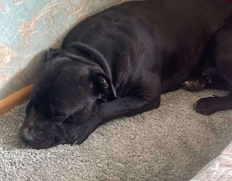 В Тверской области пес грустит по погибшей невесте