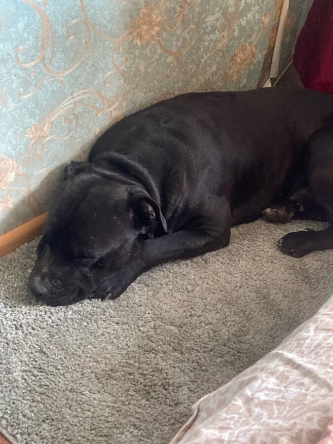 В Тверской области пес грустит по погибшей невесте