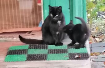 В Тверской области на улице погибает кошачья семья