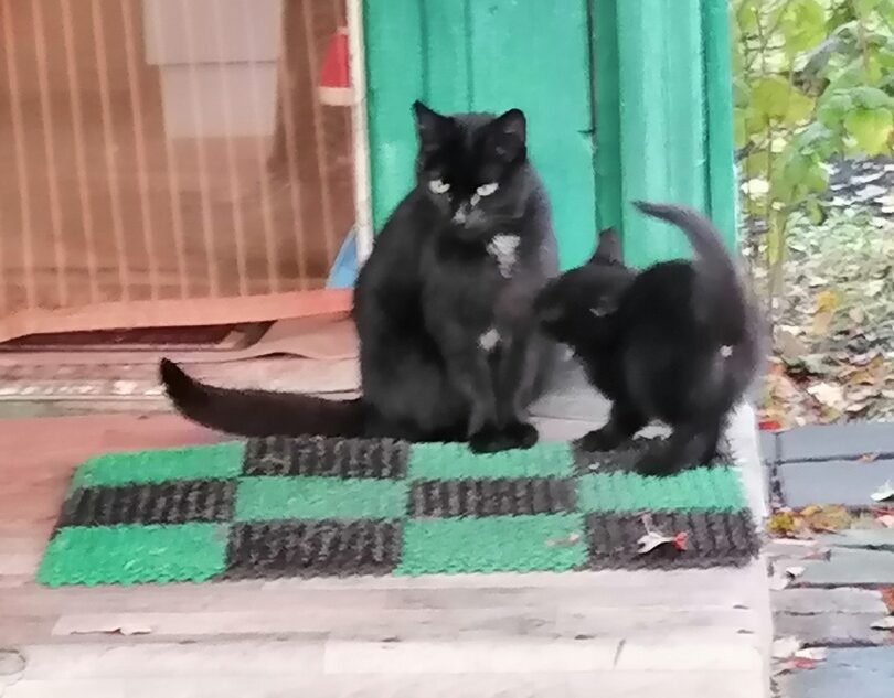 В Тверской области на улице погибает кошачья семья