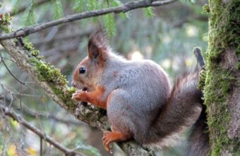 В Твери заметили очень улыбчивых белок
