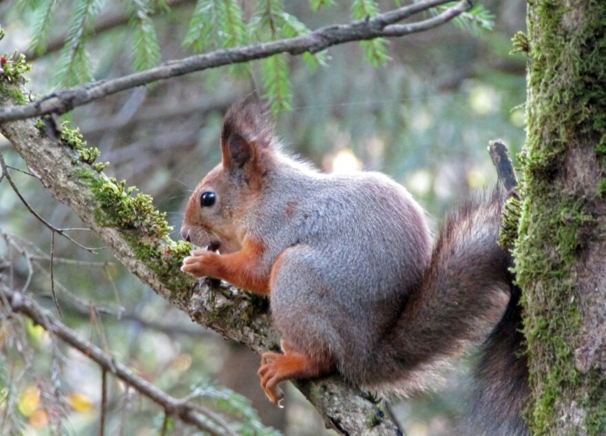 В Твери заметили очень улыбчивых белок