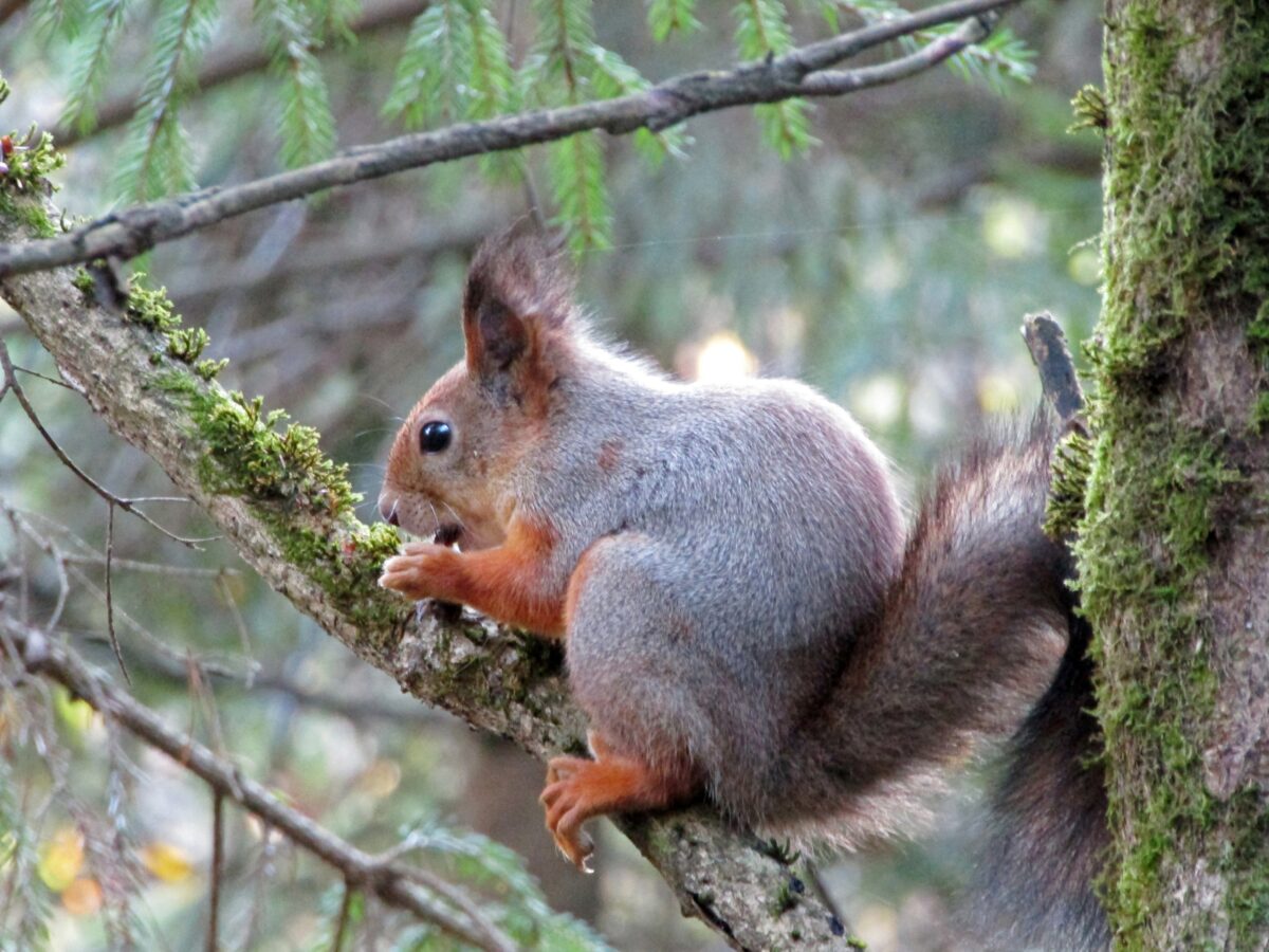 В Твери заметили очень улыбчивых белок