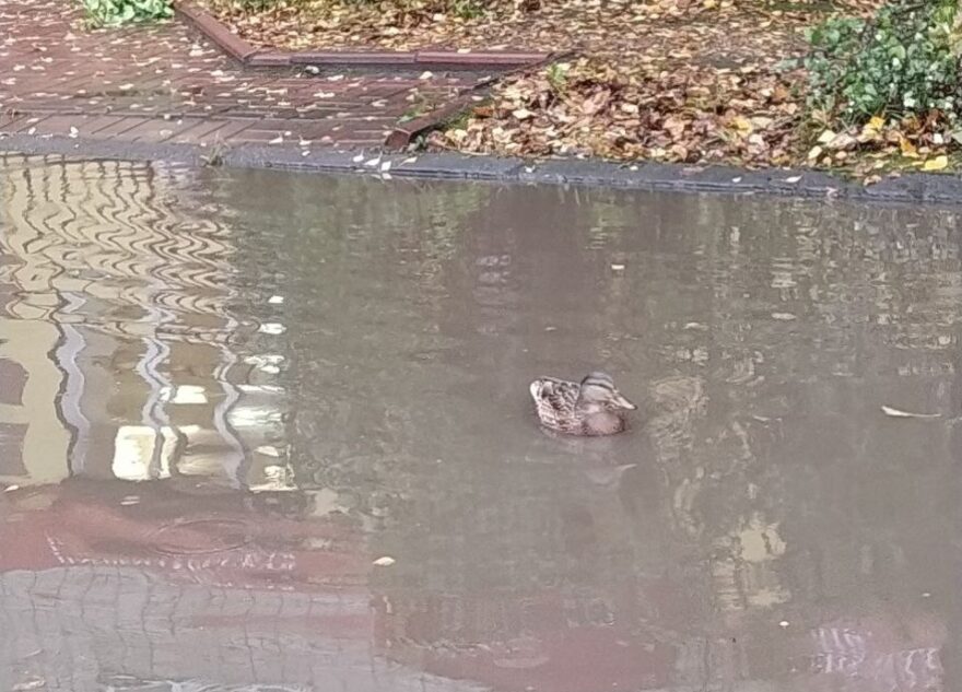 В Тверской области по затопленным улицам плавают утки