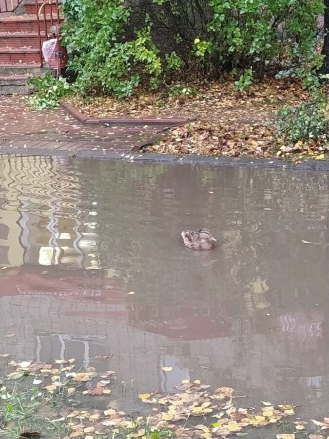 В Тверской области по затопленным улицам плавают утки