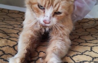 Тверские волонтеры рассказали историю лысого и беззубого кота Тверские волонтеры рассказали историю лысого и беззубого кота