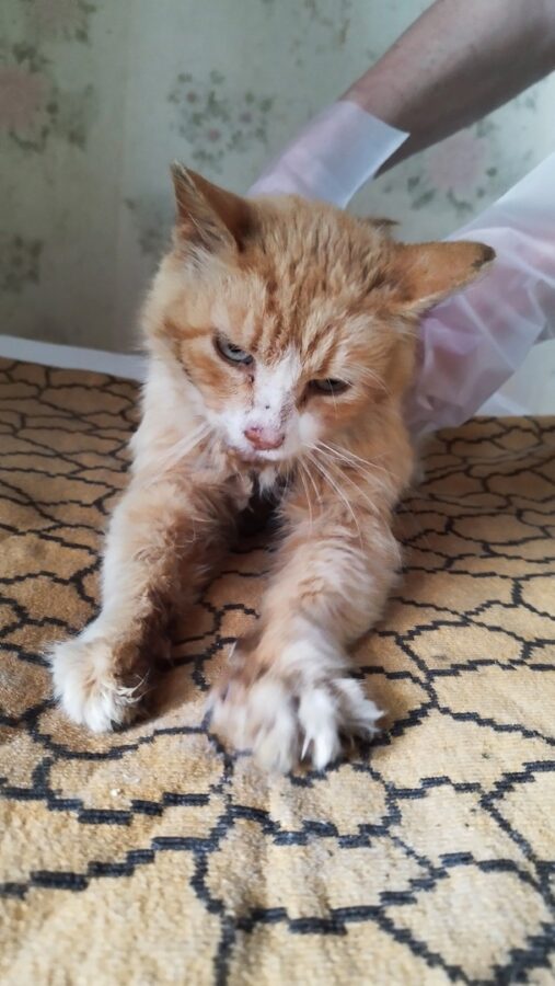 Тверские волонтеры рассказали историю лысого и беззубого кота