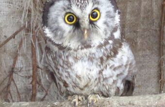 Жители Тверской области надеются, что снег растает