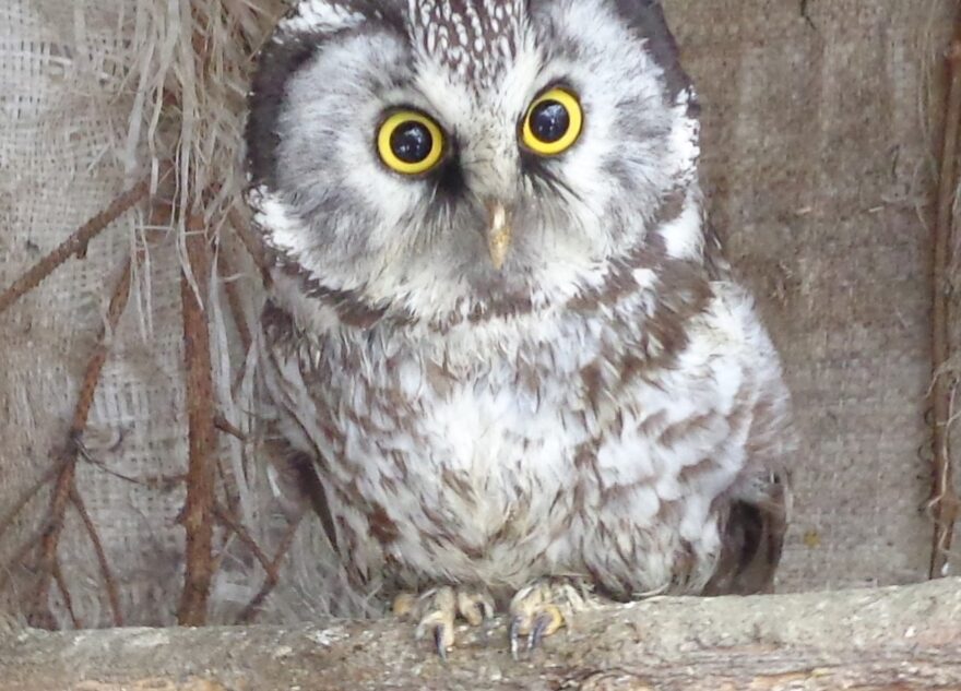 Жители Тверской области надеются, что снег растает