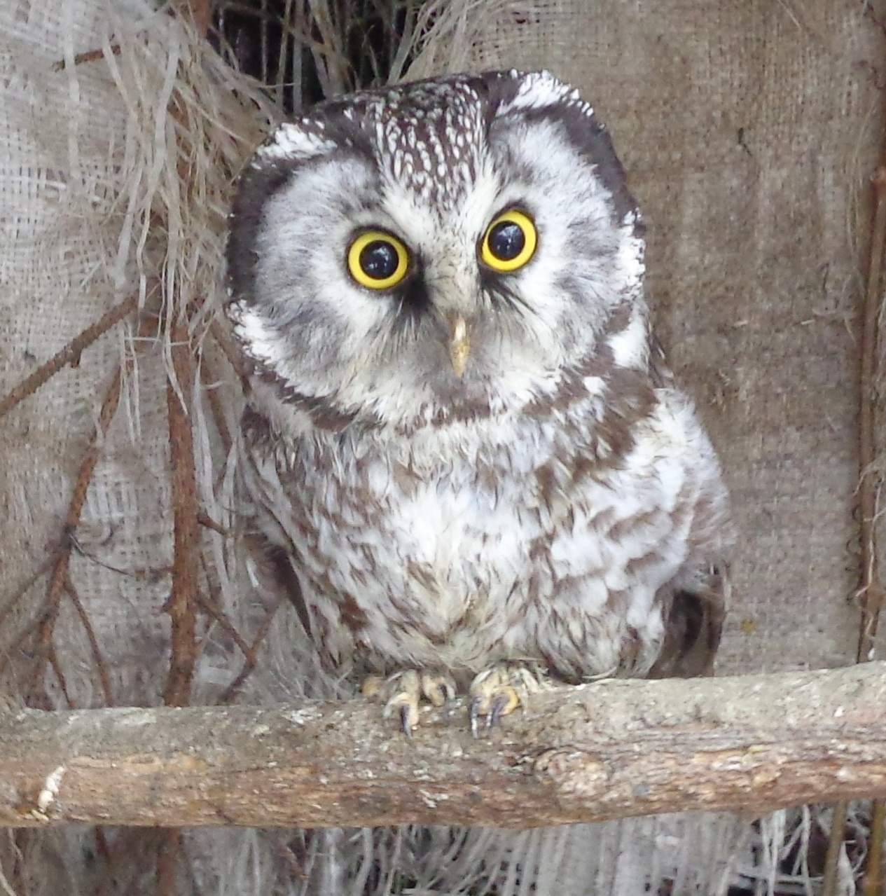 Жители Тверской области надеются, что снег растает