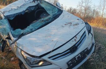 В Тверской области в ДТП с лосем пострадали мама и маленькая дочка