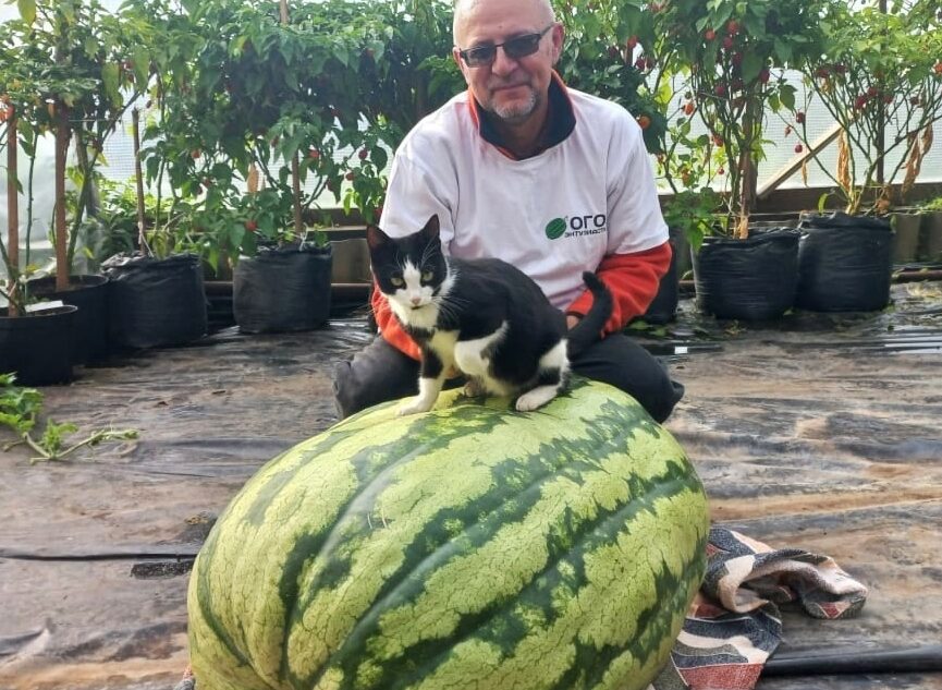 Гигантский арбуз из Тверской области удивил всю Россию