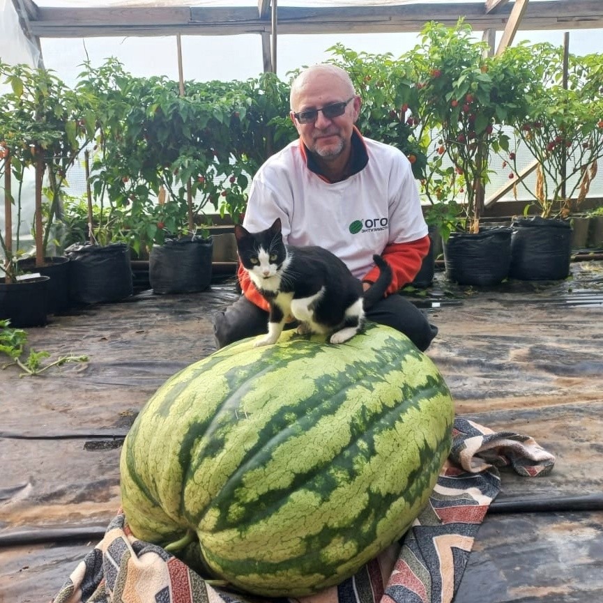 Гигантский арбуз из Тверской области удивил всю Россию