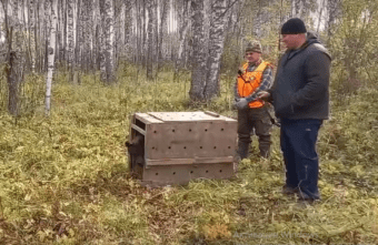 Спасенную в Тверской области медведицу Нику выпустили в родные леса Спасенную в Тверской области медведицу Нику выпустили в родные леса